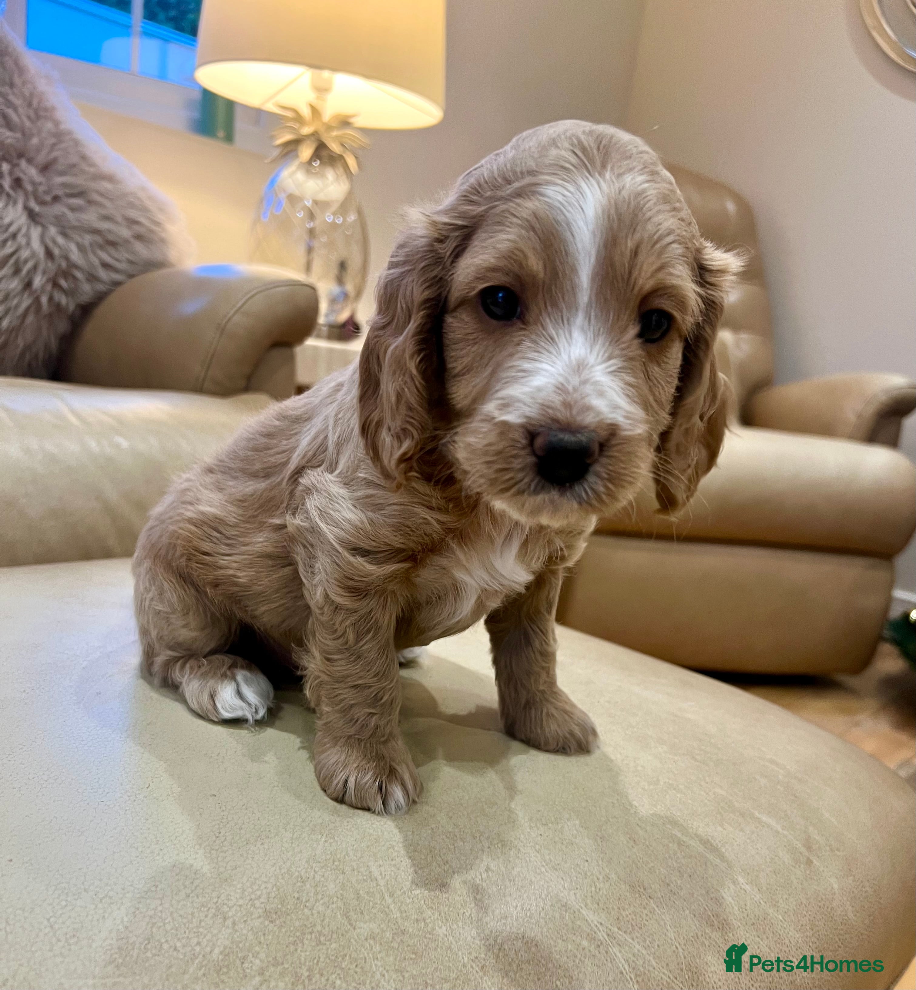 Cockapoo dogs ✨Fabulous Toy Cockapoo Puppies Kc Reg Parents - Advert 4