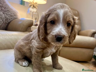 Cockapoo dogs ✨Fabulous Toy Cockapoo Puppies Kc Reg Parents - Advert 3