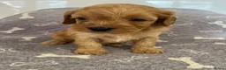 Cavapoo dogs for sale: 🧡💚 first generation cavapoo💚🧡 3 female 1 male  - Advert 27