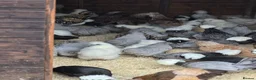 Chickens poultry for sale: Pure breed bantoms - Advert 10