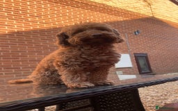Cockapoo dogs for sale: 3 cockapoo boys READY THIS WEEKEND  - Image 4