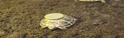 Hermann Tortoise reptiles for sale: Baby Hermanns Hatchlings & Set Ups!! - Advert 10