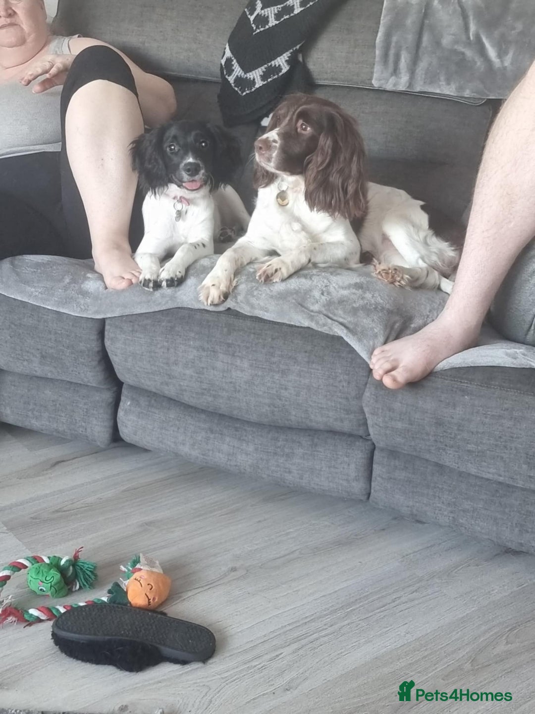 English Springer Spaniel dogs for sale: English springer spaniel for sale - Advert 3