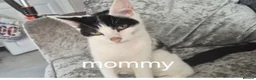 British Shorthair cats for sale: 4 beautiful kittens - Advert 1