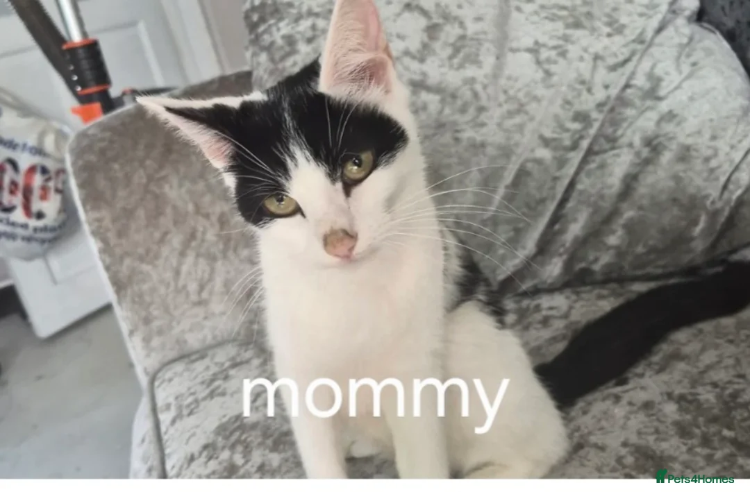 British Shorthair cats for sale: 4 beautiful kittens - Advert 1