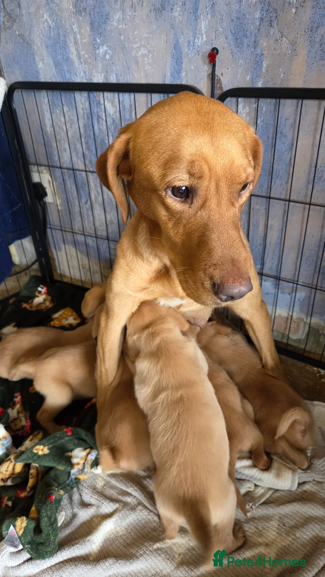 Labrador Retriever dogs for sale: 🐶Beautiful Red KC Labradors pups🐶  - Advert 2