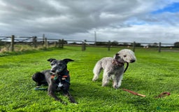 Mixed Breed dogs for sale: Bedlington x whippet puppies  - Image 6