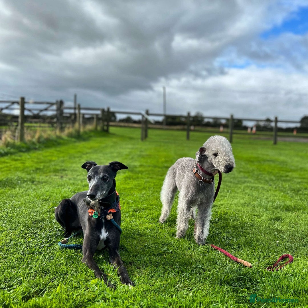 Mixed Breed dogs for sale: Bedlington x whippet puppies  - Image 6