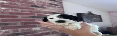 Cockapoo 4