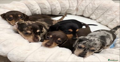 Miniature Dachshund dogs Incredible Quality KC pups Cream & Champion lines - Advert 2