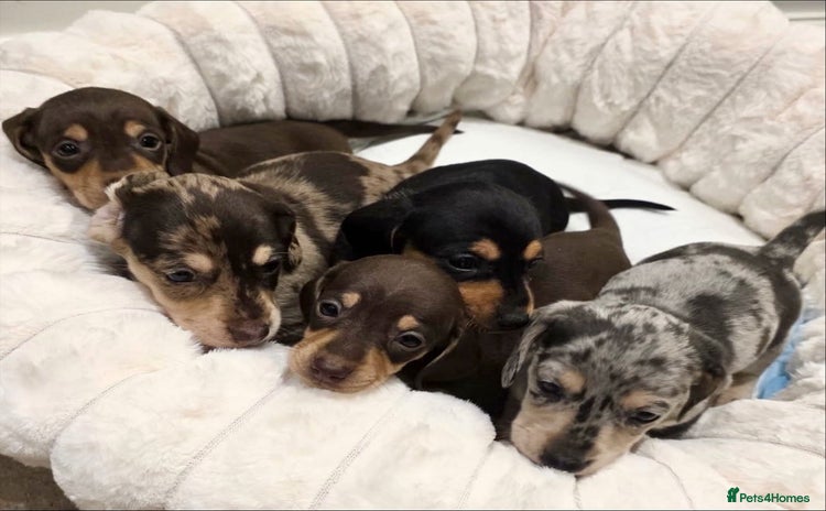 Miniature Dachshund dogs Incredible KC pups from Cream & Champion lines - Advert 13