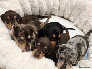 Miniature Dachshund dogs for sale: Incredible KC pups from Cream & Champion lines - Advert 1