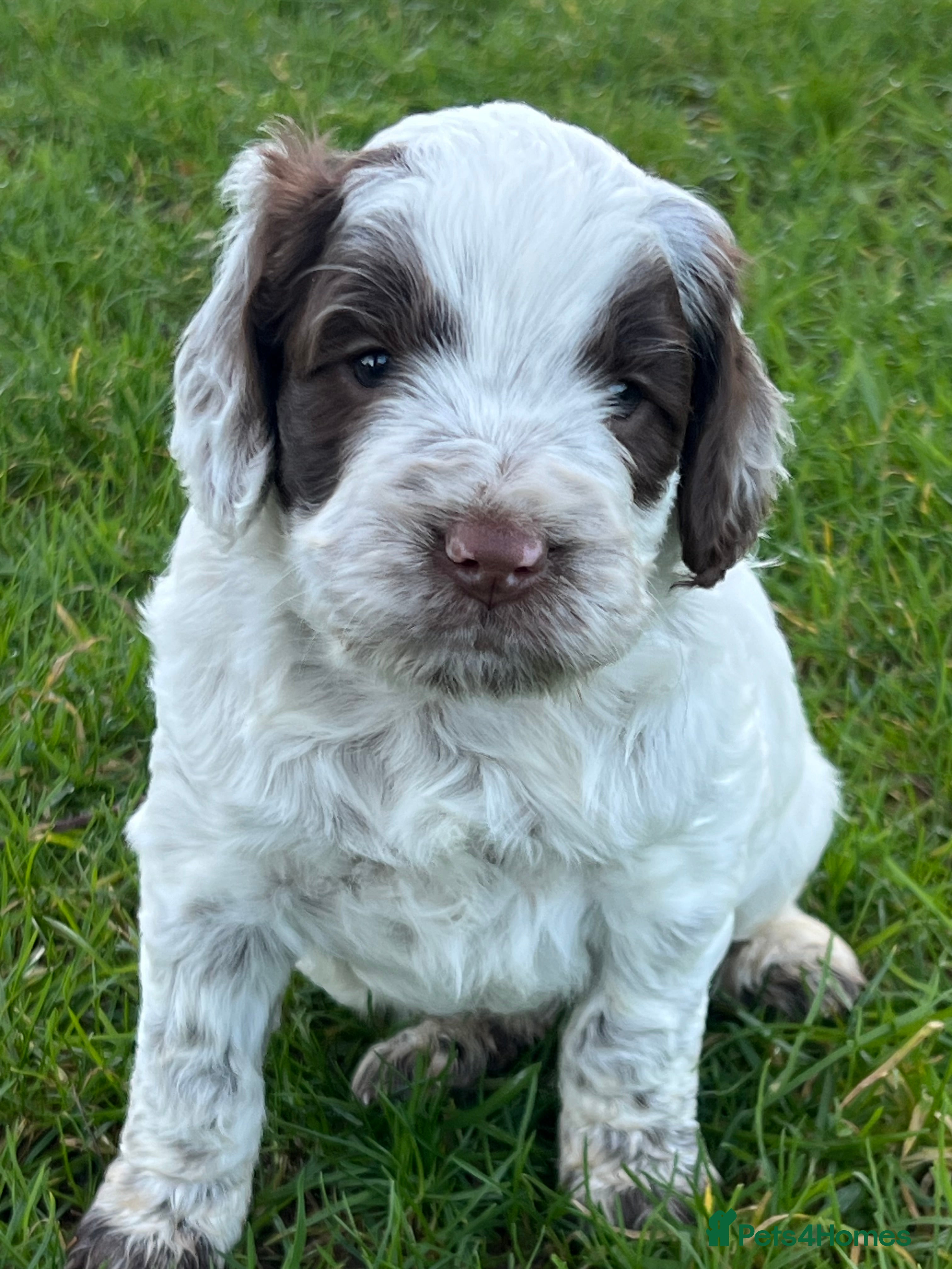 Cockapoo dogs F1 Cockapoos 5⭐️ Licensed Breeder Fully DNA Tested - Advert 9