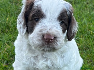 Cockapoo dogs F1 Cockapoos 5⭐️ Licensed Breeder Fully DNA Tested - Advert 9