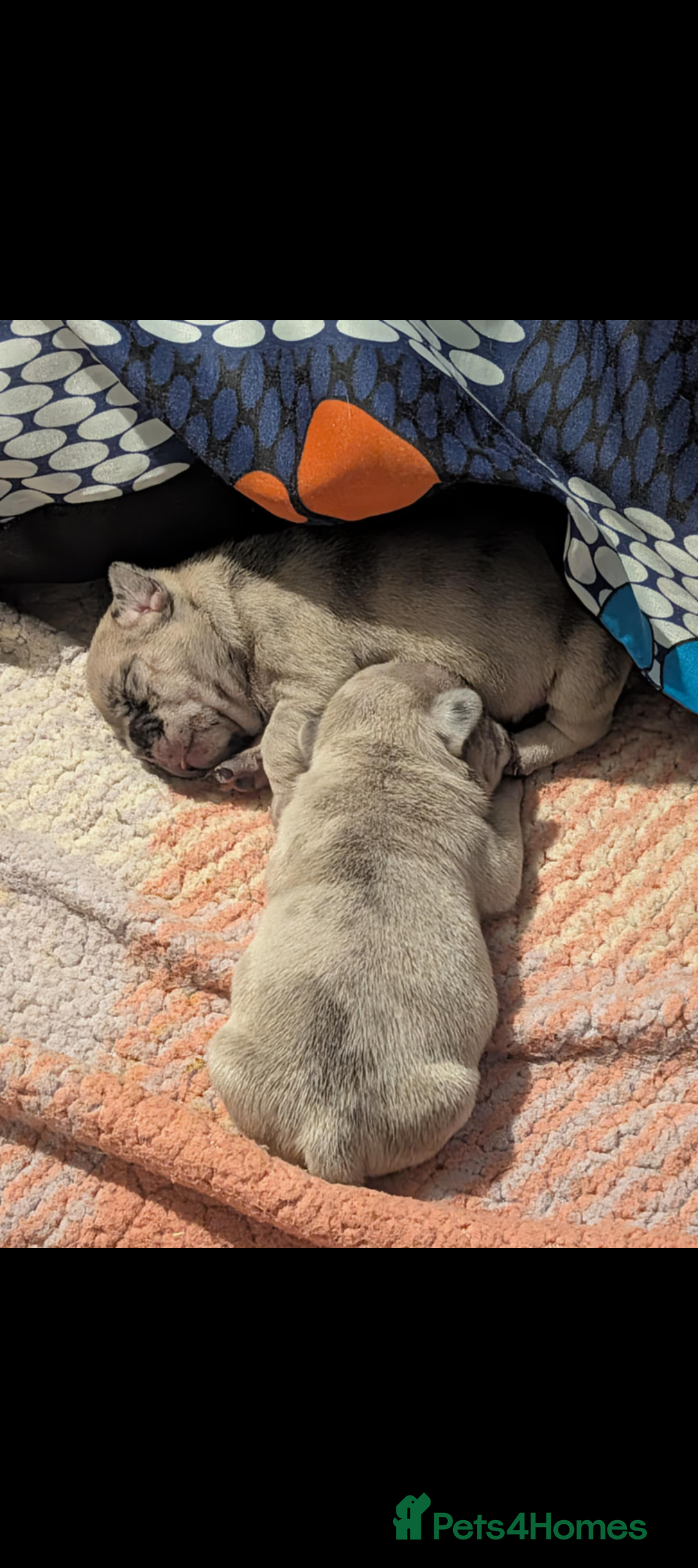 Frug dogs for sale: Beautiful litter of frugs  - Advert 7