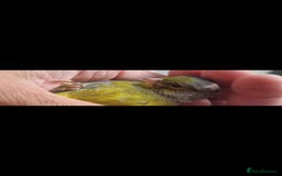 Canaries birds for sale: Two Canary Birds for sale, £20 each - Image 28