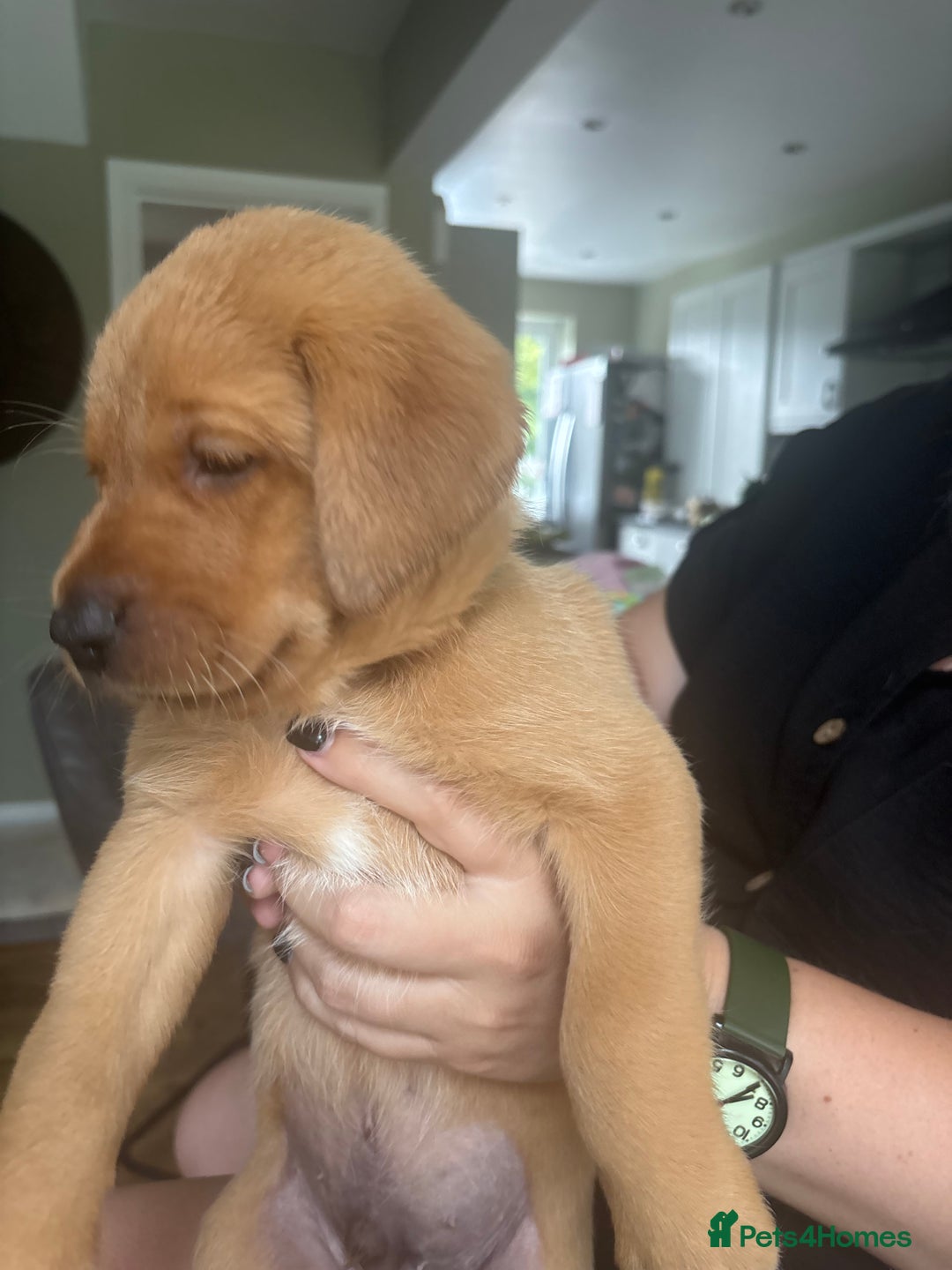 Labrador Retriever dogs for sale: Gorgeous Red Labrador Pups - Image 24
