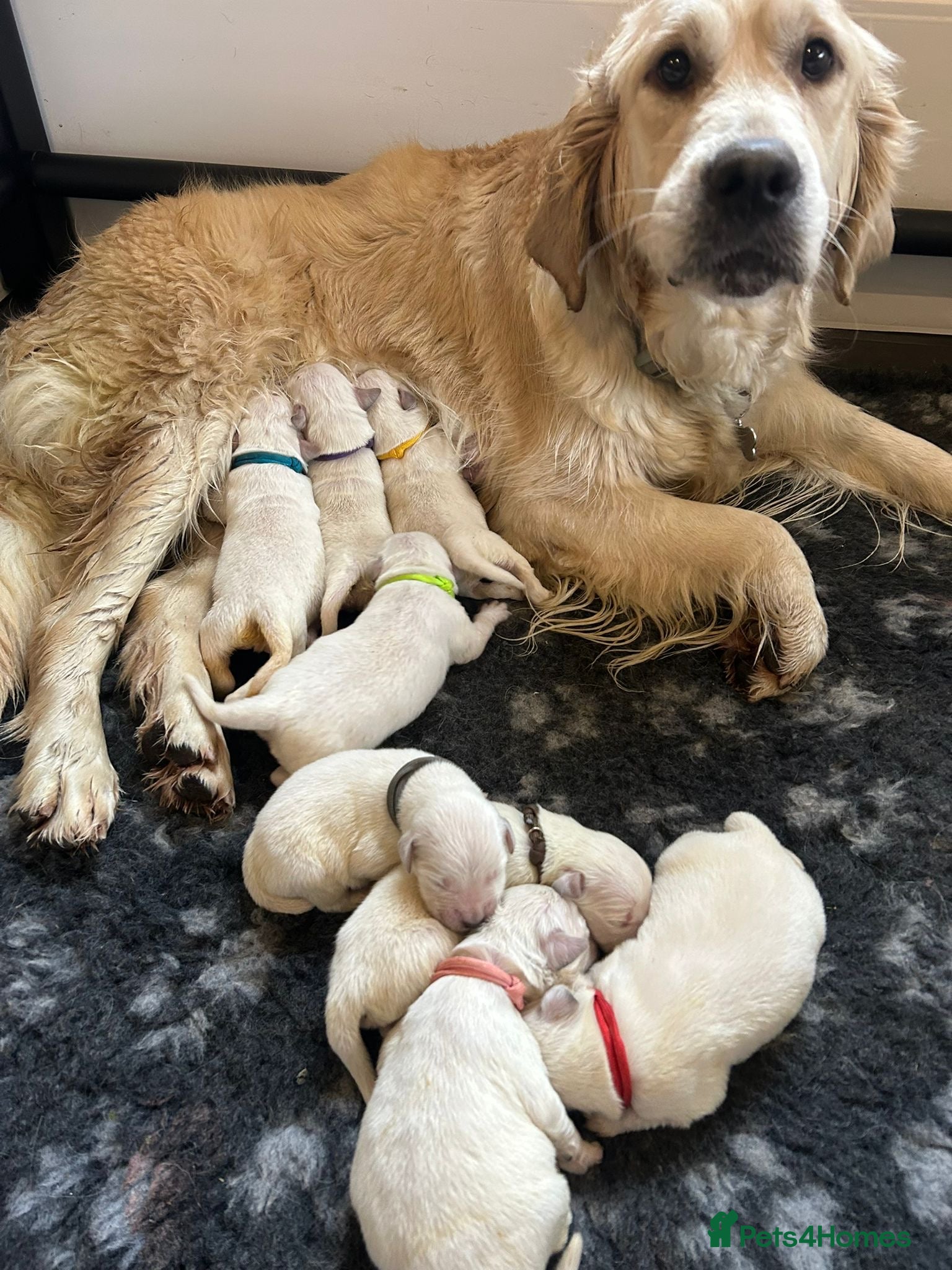 Golden Retriever dogs Beautiful kc golden retriever pups - Advert 1