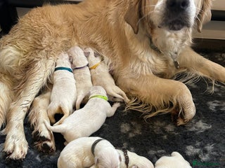 Golden Retriever dogs Beautiful kc golden retriever pups - Advert 1