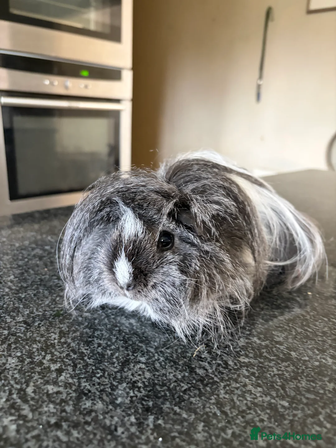 Guinea Pig rodents for sale: Two Female Guinea Pigs looking for home together  - Advert 1