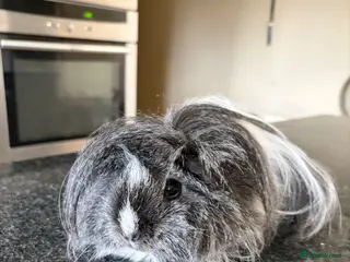 Guinea Pig rodents Two Female Guinea Pigs looking for home together - Advert 1