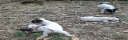 Jack Russell dogs for sale: Outstanding Jack Russel male puppies - Advert 6