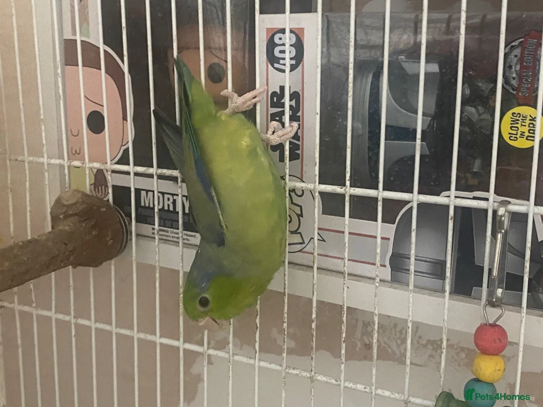 Parakeets birds for sale: Male Parrotlet - Advert 4