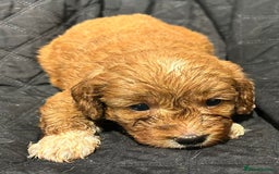 Cockapoo dogs for sale: STUNNING RED F1 TOY COCKAPOOS - Image 8