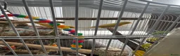 Canaries birds for sale: Connery - Advert 3