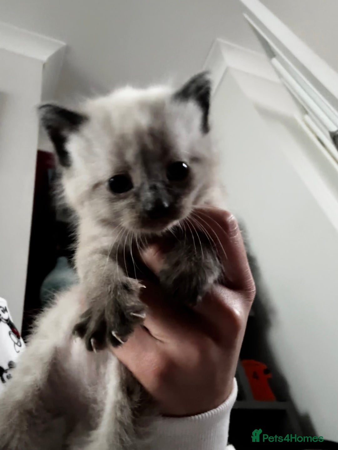 Siamese cats for sale: Siamese x russian blue kittens - Advert 19