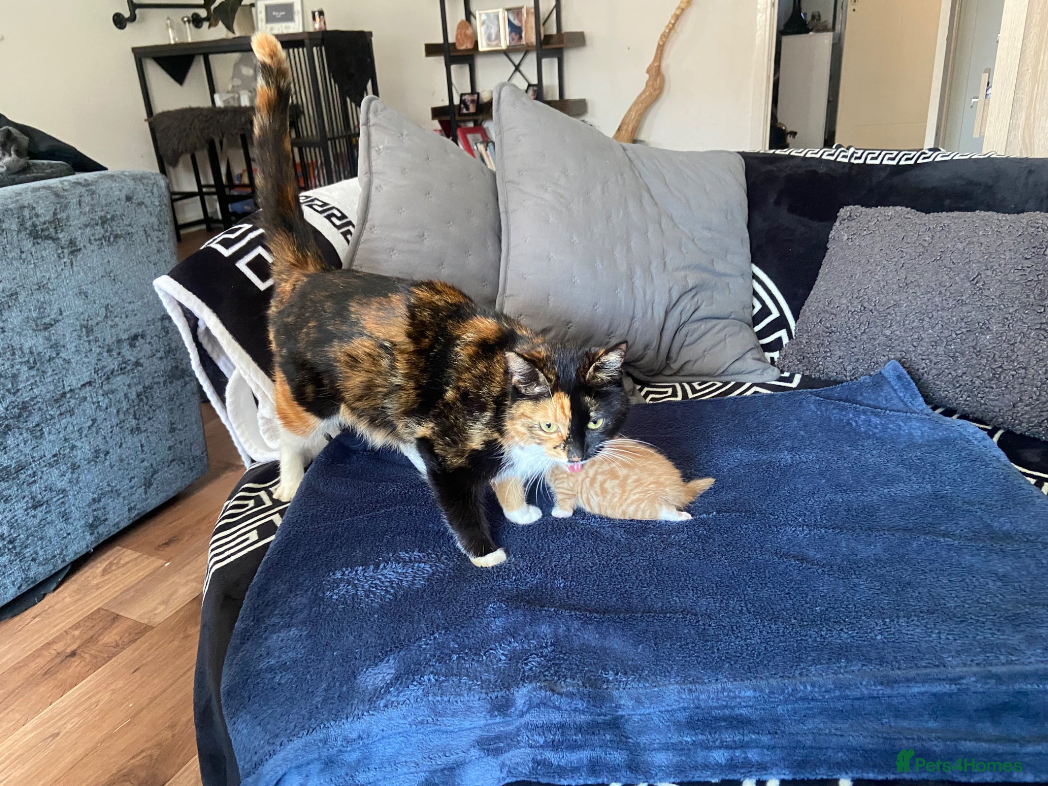 Mixed Breed cats Kittens for sale  - Advert 1