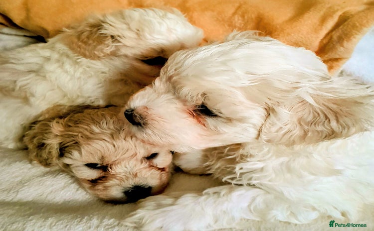 Maltipoo dogs - Advert 14