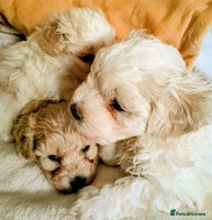 Maltipoo dogs - Advert 7
