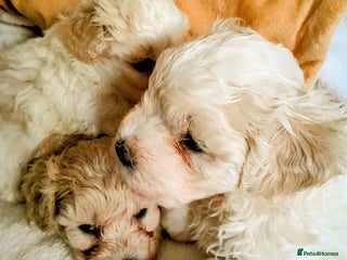 Maltipoo dogs - Advert 16