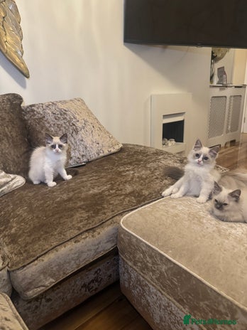 Ragdoll cats - Advert 4