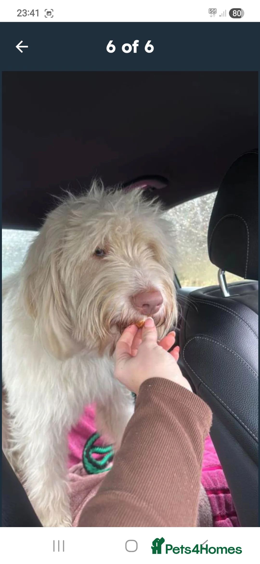 Italian Spinone dogs for sale: Spinone  in Skelmersdale - Advert 20