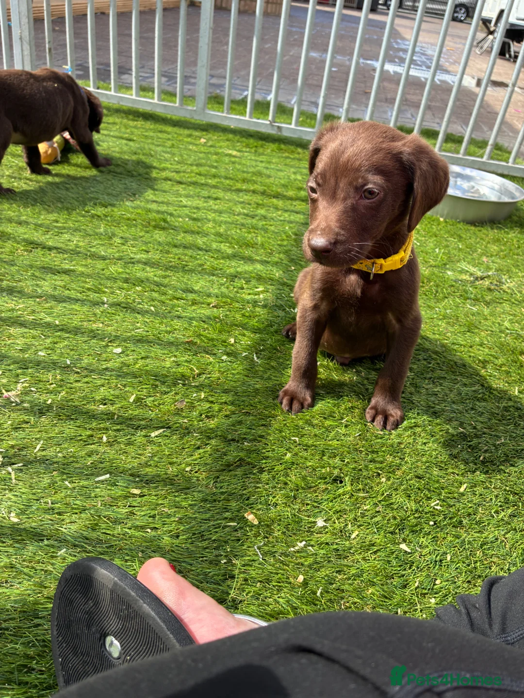 Labrador Retriever dogs for sale: Kc chocolate  male ready now fully  vac  - Advert 6