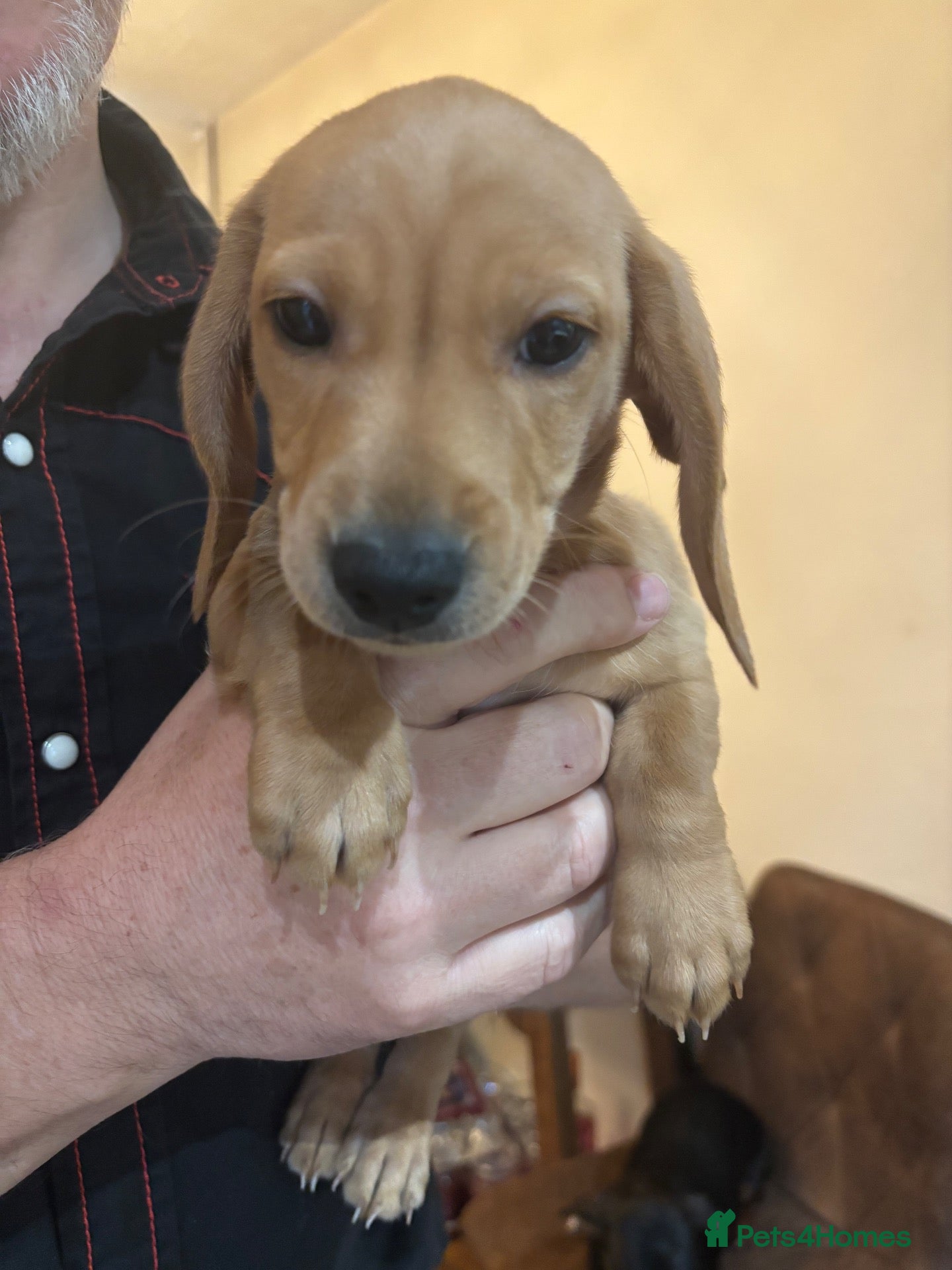 Miniature Dachshund dogs Miniature Dachshund puppies x1 boy and x1 girl - Advert 15