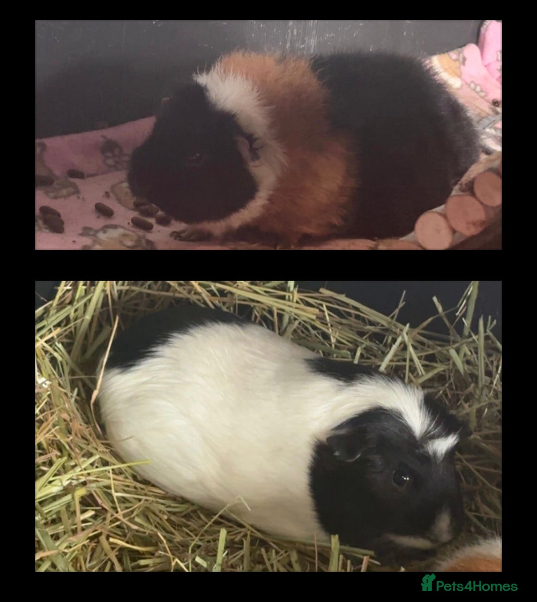 Guinea Pig rodents for sale: Guinea Pigs  - Image 4