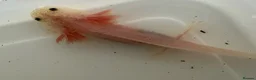 Axolotl reptiles for sale: Axolotl - Advert 30