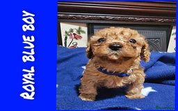 Cavapoo dogs for sale: Beautiful cavapoo litter - Image 6