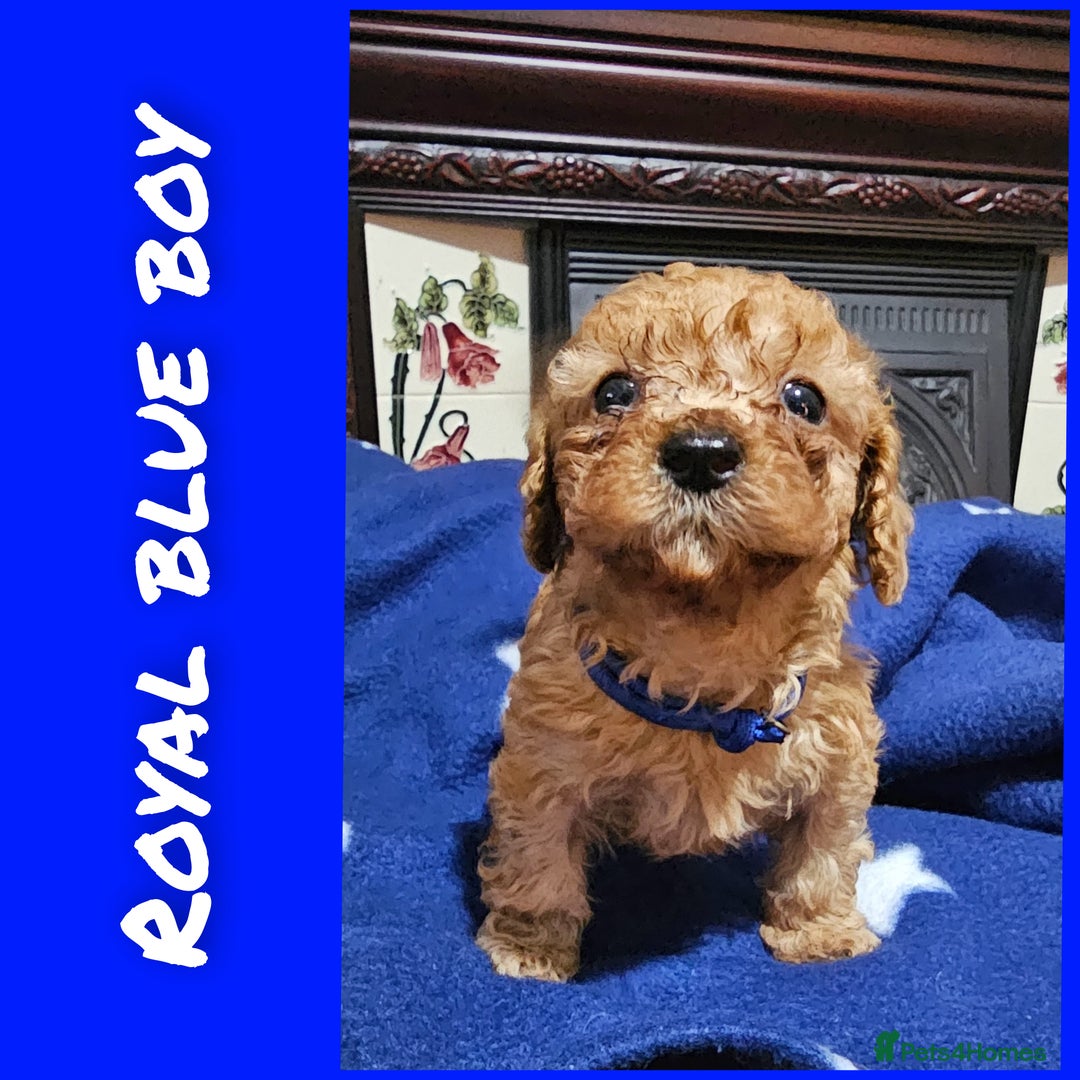 Cavapoo dogs for sale: Beautiful cavapoo litter - Image 6
