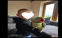 Parrots birds for sale: Billy the Alexandrine Parrot - Image 7