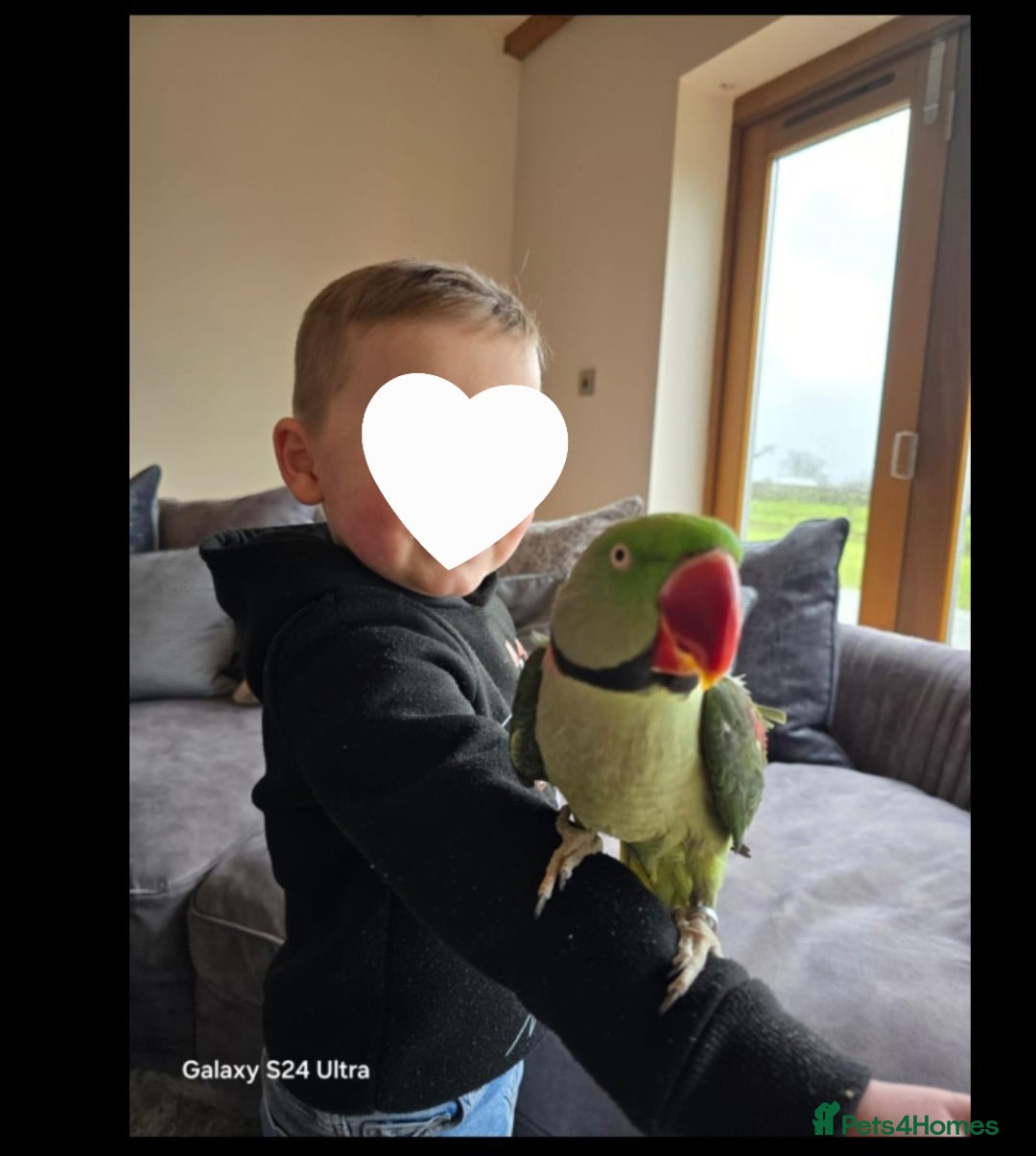 Parrots birds for sale: Billy the Alexandrine Parrot - Image 7