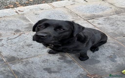 Labrador Retriever dogs for sale: Beautiful Black Labrador Bitch For Sale - Image 3