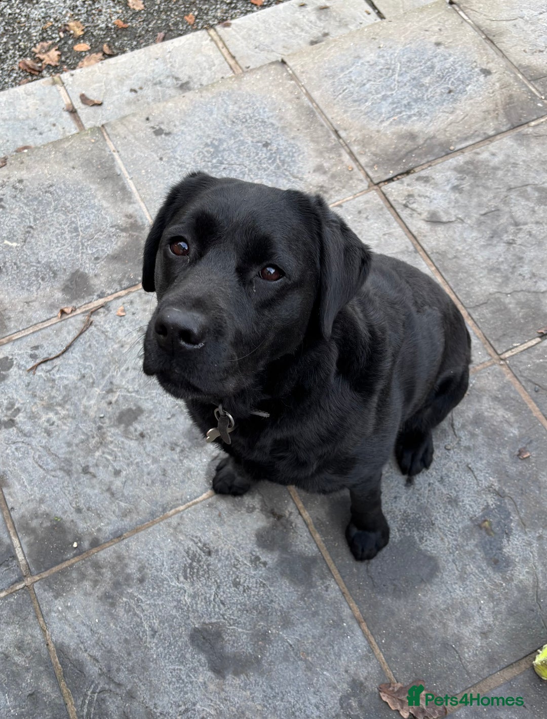 Labrador Retriever dogs for sale: Beautiful Black Labrador Bitch For Sale - Image 3