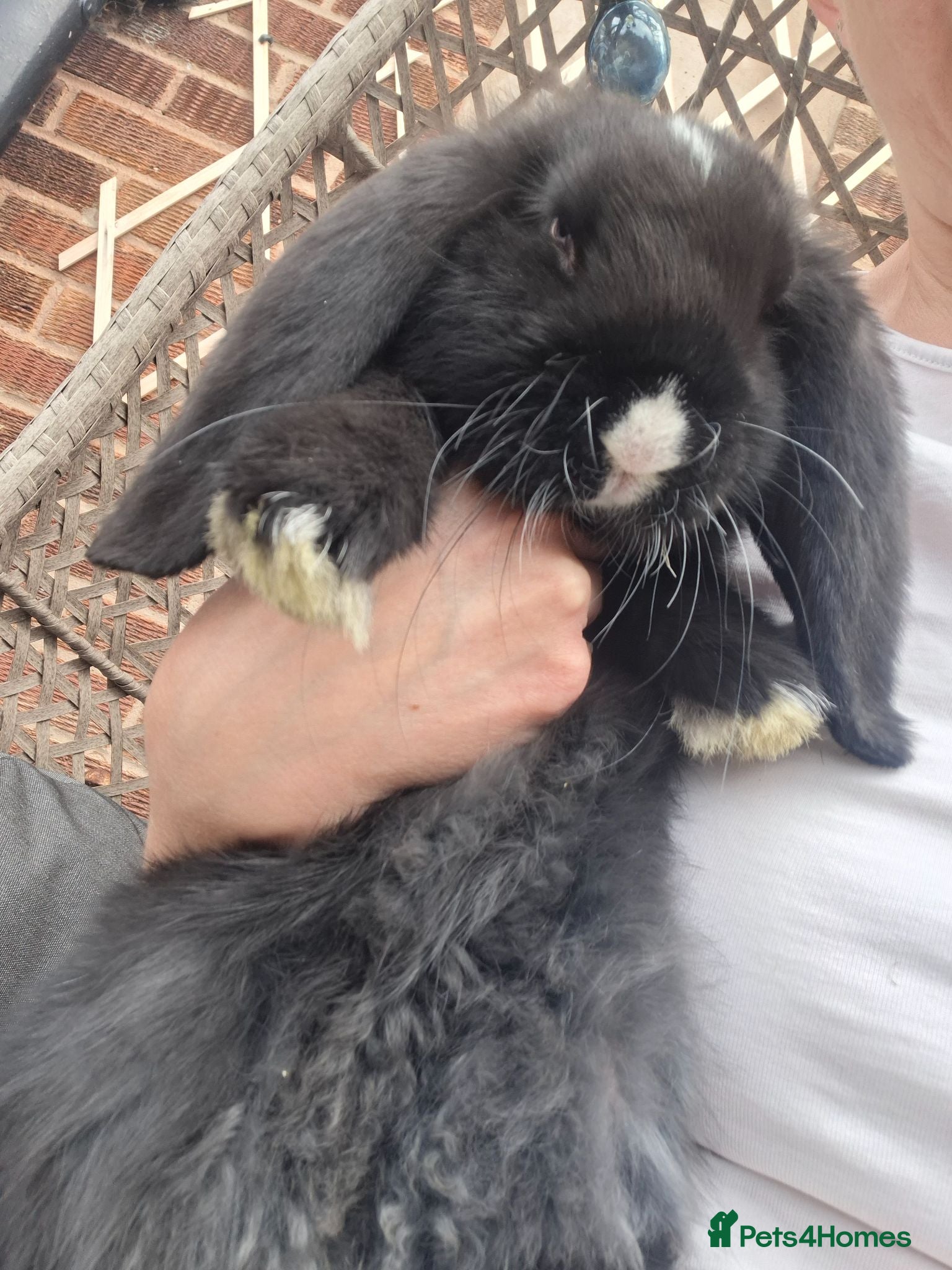 French Lop rabbits READY SOON vaccinated french lop babies - Advert 1