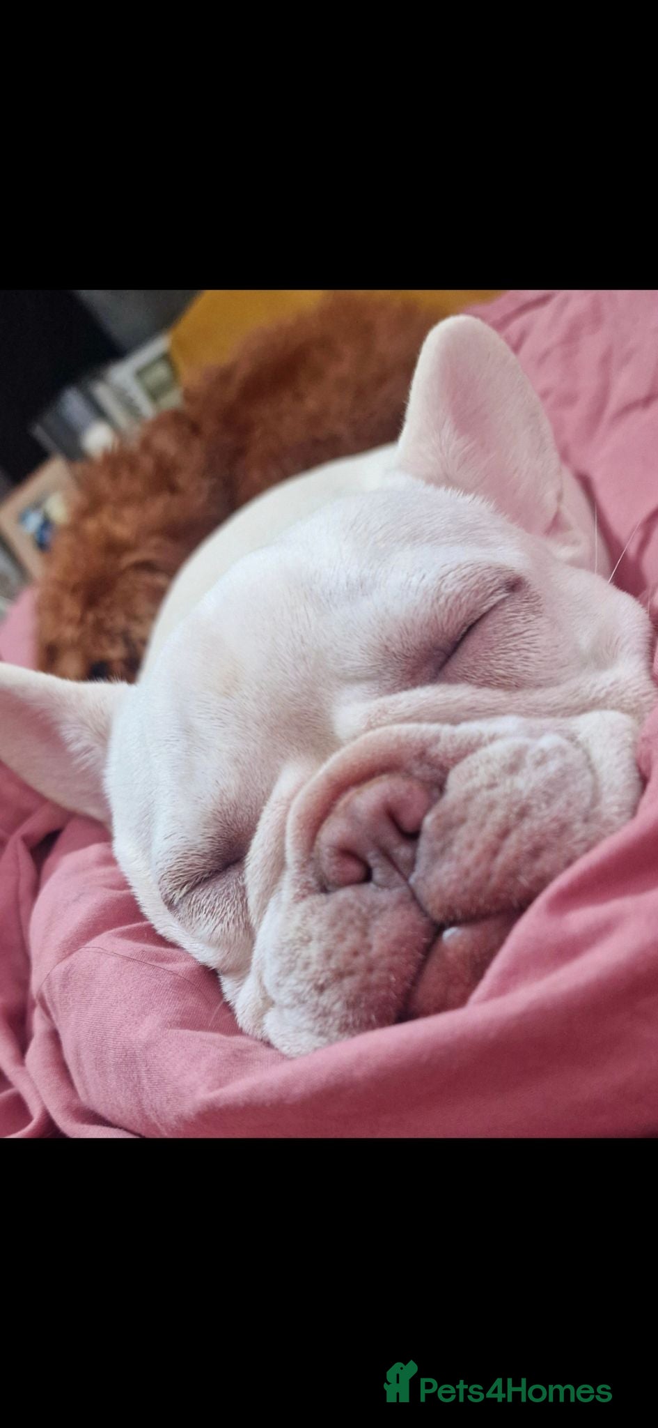 French Bulldog dogs 2 year old Male Frenchie called Pablo  - Advert 9