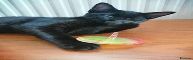 Mixed Breed 1