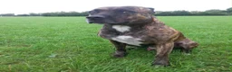 Staffordshire Bull Terrier dogs for sale: Staffordshire Bull terrier  in ELY - Advert 3